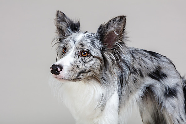 포토 JPG 스튜디오촬영 한마리 반려견 회색배경 실내 사람없음 앞모습 반려동물 귀여움 개 강아지 보더콜리 반려 국내포토 동물 1 뷰포인트 백그라운드 컨셉 포유류 내부 회색 콜리 파일형식