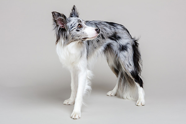 포토 JPG 스튜디오촬영 한마리 반려견 회색배경 실내 사람없음 옆모습 반려동물 귀여움 개 강아지 보더콜리 반려 국내포토 동물 1 뷰포인트 백그라운드 컨셉 포유류 내부 회색 콜리 파일형식