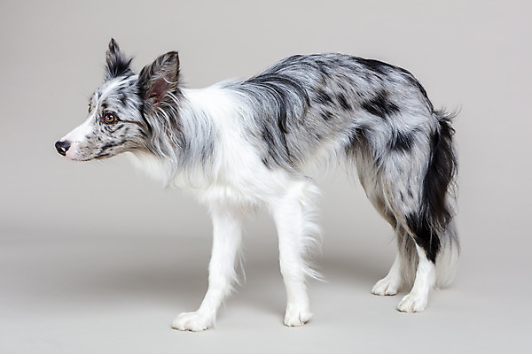 포토 JPG 스튜디오촬영 한마리 반려견 회색배경 실내 사람없음 옆모습 반려동물 귀여움 개 강아지 보더콜리 반려 국내포토 동물 1 뷰포인트 백그라운드 컨셉 포유류 내부 회색 콜리 파일형식