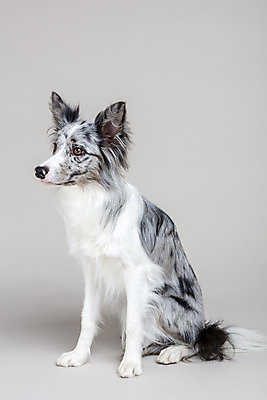 포토 JPG 스튜디오촬영 한마리 반려견 회색배경 실내 사람없음 앞모습 반려동물 귀여움 개 강아지 보더콜리 반려 국내포토 동물 1 뷰포인트 백그라운드 컨셉 포유류 내부 회색 콜리 파일형식