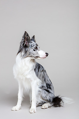 포토 JPG 스튜디오촬영 한마리 반려견 회색배경 실내 사람없음 앞모습 반려동물 귀여움 개 강아지 보더콜리 반려 국내포토 동물 1 뷰포인트 백그라운드 컨셉 포유류 내부 회색 콜리 파일형식