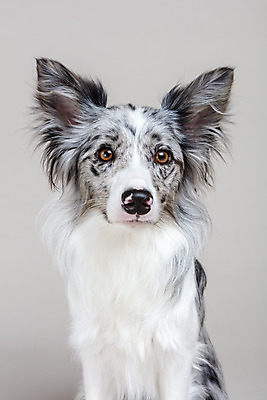 포토 JPG 스튜디오촬영 한마리 반려견 회색배경 실내 사람없음 앞모습 반려동물 귀여움 개 강아지 보더콜리 반려 국내포토 동물 1 뷰포인트 백그라운드 컨셉 포유류 내부 회색 콜리 파일형식