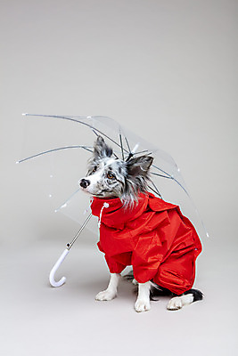 포토 JPG 스튜디오촬영 한마리 반려견 우산 회색배경 실내 사람없음 앞모습 반려동물 귀여움 개 강아지 우비 보더콜리 반려 국내포토 동물 1 옷 뷰포인트 백그라운드 컨셉 포유류 내부 회색 콜리 파일형식