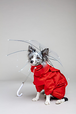 포토 JPG 스튜디오촬영 한마리 반려견 우산 회색배경 실내 사람없음 앞모습 반려동물 귀여움 개 강아지 우비 보더콜리 반려 국내포토 동물 1 옷 뷰포인트 백그라운드 컨셉 포유류 내부 회색 콜리 파일형식