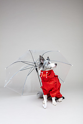 포토 JPG 스튜디오촬영 한마리 반려견 우산 회색배경 실내 사람없음 앞모습 반려동물 귀여움 개 강아지 우비 보더콜리 반려 국내포토 동물 1 옷 뷰포인트 백그라운드 컨셉 포유류 내부 회색 콜리 파일형식