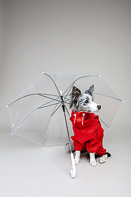 포토 JPG 스튜디오촬영 한마리 반려견 우산 회색배경 실내 사람없음 앞모습 반려동물 귀여움 개 강아지 우비 보더콜리 반려 국내포토 동물 1 옷 뷰포인트 백그라운드 컨셉 포유류 내부 회색 콜리 파일형식