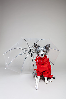 포토 JPG 스튜디오촬영 한마리 반려견 우산 회색배경 실내 사람없음 앞모습 반려동물 귀여움 개 강아지 우비 보더콜리 반려 국내포토 동물 1 옷 뷰포인트 백그라운드 컨셉 포유류 내부 회색 콜리 파일형식