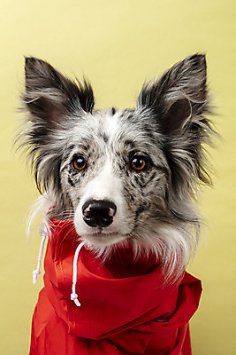 포토 JPG 스튜디오촬영 한마리 반려견 실내 근접촬영 사람없음 앞모습 반려동물 귀여움 개 강아지 우비 보더콜리 노란배경 반려 국내포토 동물 1 옷 뷰포인트 백그라운드 컨셉 포유류 내부 노란색 콜리 파일형식