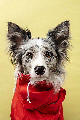 포토 JPG 스튜디오촬영 한마리 반려견 실내 근접촬영 사람없음 앞모습 반려동물 귀여움 개 강아지 우비 보더콜리 노란배경 반려 국내포토 동물 1 옷 뷰포인트 백그라운드 컨셉 포유류 내부 노란색 콜리 파일형식