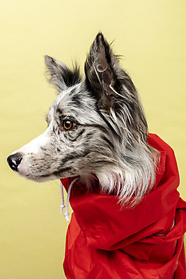 포토 JPG 스튜디오촬영 한마리 반려견 실내 근접촬영 사람없음 앞모습 반려동물 귀여움 개 강아지 우비 보더콜리 노란배경 반려 국내포토 동물 1 옷 뷰포인트 백그라운드 컨셉 포유류 내부 노란색 콜리 파일형식