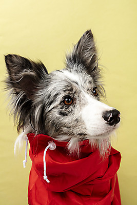 포토 JPG 스튜디오촬영 한마리 반려견 실내 근접촬영 사람없음 앞모습 반려동물 귀여움 개 강아지 우비 보더콜리 노란배경 반려 국내포토 동물 1 옷 뷰포인트 백그라운드 컨셉 포유류 내부 노란색 콜리 파일형식