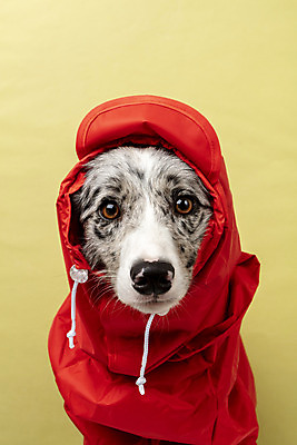 포토 JPG 스튜디오촬영 한마리 반려견 실내 근접촬영 사람없음 앞모습 반려동물 귀여움 개 강아지 우비 보더콜리 노란배경 반려 국내포토 동물 1 옷 뷰포인트 백그라운드 컨셉 포유류 내부 노란색 콜리 파일형식