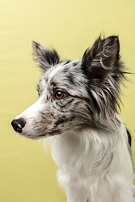 포토 JPG 스튜디오촬영 한마리 반려견 실내 근접촬영 사람없음 앞모습 반려동물 귀여움 개 강아지 보더콜리 노란배경 반려 증명사진 국내포토 동물 1 뷰포인트 백그라운드 컨셉 포유류 내부 노란색 콜리 파일형식