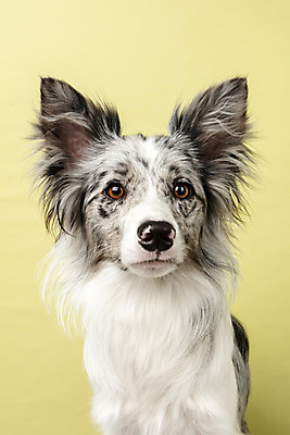 포토 JPG 스튜디오촬영 한마리 반려견 실내 근접촬영 사람없음 앞모습 반려동물 귀여움 개 강아지 보더콜리 노란배경 반려 증명사진 국내포토 동물 1 뷰포인트 백그라운드 컨셉 포유류 내부 노란색 콜리 파일형식