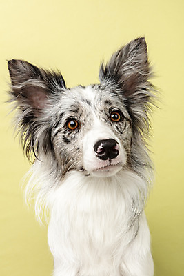 포토 JPG 스튜디오촬영 한마리 반려견 실내 근접촬영 사람없음 앞모습 반려동물 귀여움 개 강아지 보더콜리 노란배경 반려 증명사진 국내포토 동물 1 뷰포인트 백그라운드 컨셉 포유류 내부 노란색 콜리 파일형식