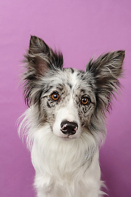 포토 JPG 스튜디오촬영 한마리 반려견 실내 근접촬영 사람없음 앞모습 반려동물 귀여움 개 강아지 보더콜리 반려 증명사진 분홍색배경 국내포토 동물 1 뷰포인트 분홍색 백그라운드 컨셉 포유류 내부 콜리 파일형식