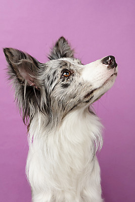 포토 JPG 스튜디오촬영 한마리 반려견 실내 근접촬영 사람없음 앞모습 반려동물 귀여움 개 강아지 보더콜리 반려 증명사진 분홍색배경 국내포토 동물 1 뷰포인트 분홍색 백그라운드 컨셉 포유류 내부 콜리 파일형식