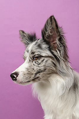 포토 JPG 스튜디오촬영 한마리 반려견 실내 근접촬영 사람없음 옆모습 반려동물 귀여움 개 강아지 보더콜리 반려 증명사진 분홍색배경 국내포토 동물 1 뷰포인트 분홍색 백그라운드 컨셉 포유류 내부 콜리 파일형식