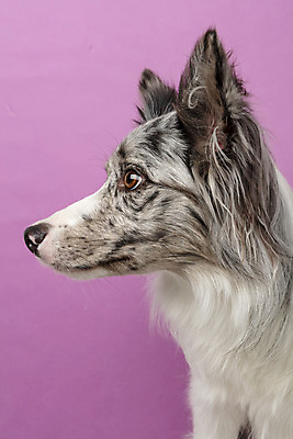 포토 JPG 스튜디오촬영 한마리 반려견 실내 근접촬영 사람없음 옆모습 반려동물 귀여움 개 강아지 보더콜리 반려 증명사진 분홍색배경 국내포토 동물 1 뷰포인트 분홍색 백그라운드 컨셉 포유류 내부 콜리 파일형식