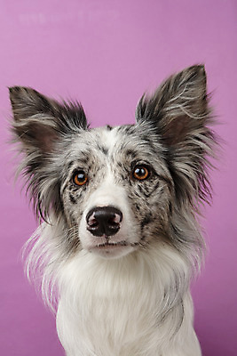 포토 JPG 스튜디오촬영 한마리 반려견 실내 근접촬영 사람없음 앞모습 반려동물 귀여움 개 강아지 보더콜리 반려 증명사진 분홍색배경 국내포토 동물 1 뷰포인트 분홍색 백그라운드 컨셉 포유류 내부 콜리 파일형식