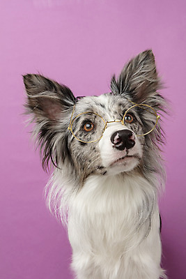 포토 JPG 스튜디오촬영 한마리 반려견 실내 근접촬영 사람없음 앞모습 반려동물 귀여움 개 강아지 보더콜리 반려 증명사진 분홍색배경 국내포토 동물 1 뷰포인트 분홍색 백그라운드 컨셉 포유류 내부 콜리 파일형식