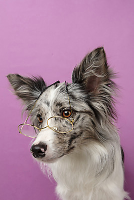 포토 JPG 스튜디오촬영 한마리 반려견 실내 근접촬영 사람없음 앞모습 반려동물 귀여움 개 강아지 보더콜리 반려 증명사진 분홍색배경 국내포토 동물 1 뷰포인트 분홍색 백그라운드 컨셉 포유류 내부 콜리 파일형식