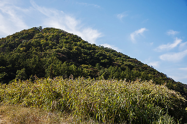 포토 JPG 주간 식물 구름 밭 하늘 한국 사람없음 야외 특산물 경기도 율무 연천 국내포토 자연요소 아시아 농업 파일형식