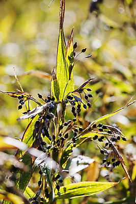 포토 JPG 주간 식물 밭 한국 근접촬영 사람없음 야외 아웃포커스 특산물 경기도 율무 연천 국내포토 자연요소 아시아 뷰포인트 농업 촬영기법 파일형식