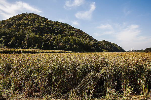 포토 JPG 주간 식물 구름 밭 하늘 한국 사람없음 야외 특산물 경기도 율무 연천 국내포토 자연요소 아시아 농업 파일형식