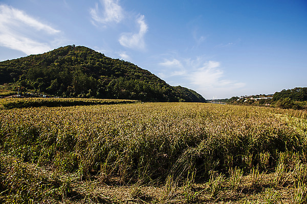 포토 JPG 주간 식물 구름 밭 하늘 한국 사람없음 야외 특산물 경기도 율무 연천 국내포토 자연요소 아시아 농업 파일형식