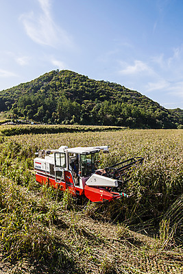 포토 JPG 주간 식물 구름 밭 하늘 한국 사람없음 야외 농기구 특산물 경기도 율무 연천 국내포토 자연요소 아시아 농업 파일형식
