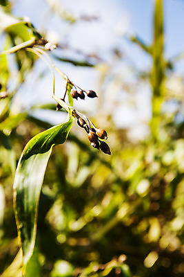 포토 JPG 주간 식물 밭 한국 근접촬영 사람없음 야외 아웃포커스 특산물 경기도 율무 연천 국내포토 자연요소 아시아 뷰포인트 농업 촬영기법 파일형식