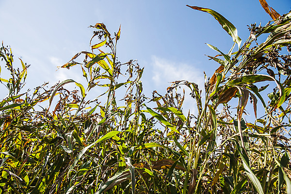포토 JPG 주간 식물 밭 한국 사람없음 야외 특산물 경기도 율무 연천 국내포토 자연요소 아시아 농업 파일형식