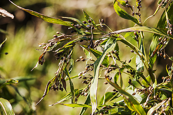 포토 JPG 주간 식물 밭 한국 근접촬영 사람없음 야외 아웃포커스 특산물 경기도 율무 연천 국내포토 자연요소 아시아 뷰포인트 농업 촬영기법 파일형식