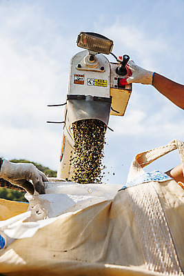 포토 JPG 주간 식물 손 밭 한국 야외 신체부위 농기구 특산물 경기도 율무 연천 국내포토 자연요소 아시아 농업 사람 파일형식