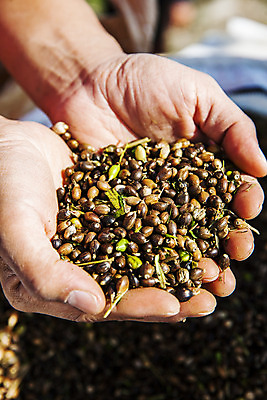 포토 JPG 주간 식물 손 밭 한국 들기 근접촬영 야외 신체부위 특산물 경기도 율무 연천 국내포토 자연요소 아시아 뷰포인트 농업 모션 사람 파일형식