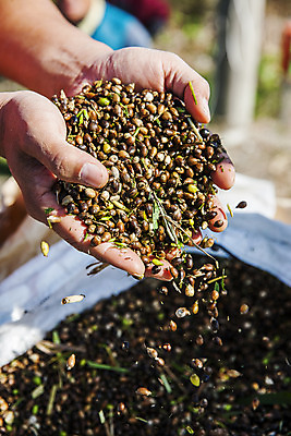 포토 JPG 주간 식물 손 밭 한국 들기 근접촬영 야외 신체부위 특산물 경기도 율무 연천 국내포토 자연요소 아시아 뷰포인트 농업 모션 사람 파일형식