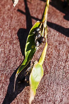 포토 JPG 주간 식물 한국 근접촬영 사람없음 야외 특산물 경기도 율무 연천 국내포토 자연요소 아시아 뷰포인트 파일형식