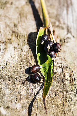 포토 JPG 주간 식물 한국 근접촬영 사람없음 야외 특산물 경기도 율무 연천 국내포토 자연요소 아시아 뷰포인트 파일형식