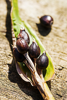 포토 JPG 주간 식물 한국 근접촬영 사람없음 야외 아웃포커스 특산물 경기도 율무 연천 국내포토 자연요소 아시아 뷰포인트 촬영기법 파일형식