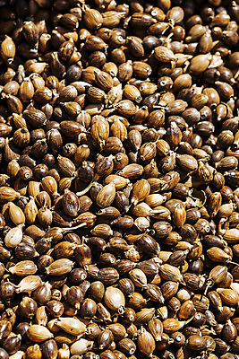 포토 JPG 식물 한국 실내 사람없음 특산물 경기도 율무 연천 국내포토 아시아 내부 파일형식