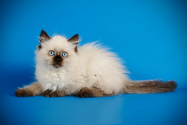 포토 JPG 해외이미지 한마리 사람없음 파란색 반려동물 고양이 해외202009 네바마스커레이드 해외포토 동물 1 컬러 포유류 파일형식