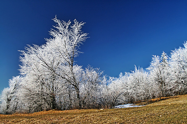 포토 JPG 해외이미지 나무 계절 공원 여행 겨울 밭 자연 하늘 아침 날씨 산 파노라마 풍경 사람없음 야외 목재 파란색 빛 햇빛 환경 냉동 얼음 침묵 추위 흰색 나뭇가지 시골 숲 시원함 서리 장면 흐림 내추럴 눈내림 수평선 해외202009 해외포토 주간 자연요소 식물 공공시설 컬러 농업 재료 눈_날씨 촬영기법 태양 소리 생태계 파일형식