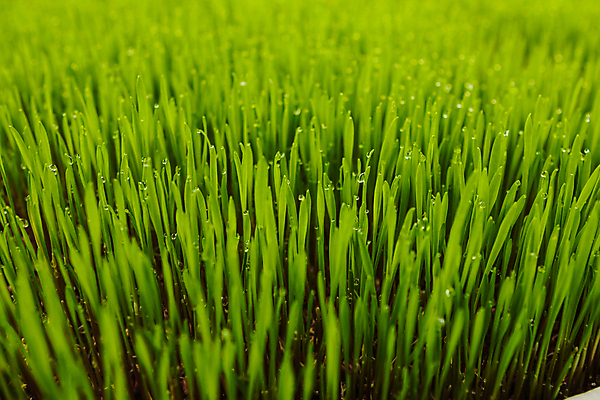 포토 JPG 해외이미지 식물 무료이미지 라이프스타일 손 남자 음식 백그라운드 잎 다이어트 비즈니스 손가락 자연 노동자 건강 관리 잔디 사람없음 가로 초록색 정원 주스 봄 장비 성장 공구 신선 업무 작업 칼날 자르기 밀 먹기 유기농 원예 날것 내추럴 다듬기 돌봄 원예사 조작 채식주의자 해외202009 해외202105 해외포토 직업 웰빙 계절 음료 컬러 모션 곡류 사람 취미 생활 신체부위 도구 생태계 채식 파일형식 무료콘텐츠