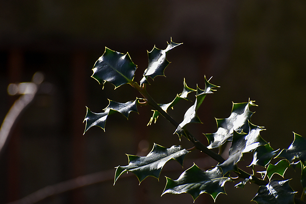 포토 JPG 해외이미지 나무 백그라운드 사람없음 햇빛 태양 봄 나뭇가지 닫기 해외202009 해외포토 자연요소 식물 계절 모션 파일형식