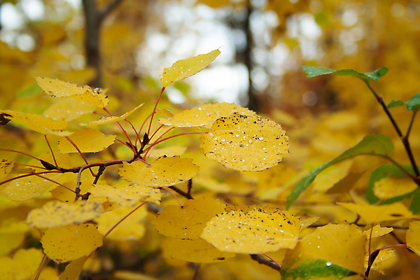 포토 JPG 해외이미지 나무 식물 계절 공원 백그라운드 잎 오렌지 자연 벽지 하늘 풍경 사람없음 야외 목재 빨간색 빛 컬러풀 햇빛 노란색 우주 환경 활발 가을 나뭇가지 신선 황금 숲 유기농 10월 내추럴 떠남 해외202009 해외포토 웰빙 공공시설 컬러 컨셉 과일 재료 모션 태양 날짜 생태계 파일형식