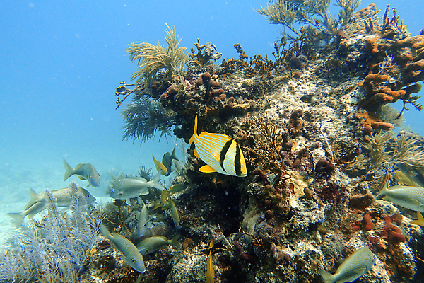 포토 JPG 해외이미지 동물 무료이미지 야생동물 모래 바다 여행 청소년 자연 열쇠 휴가 어류 풍경 사람없음 물 파란색 컬러풀 노란색 여행객 검은색 바닷속 수중 줄무늬 스노클링 산호 아래 다이빙 암초 리빙 대서양 바하마 이국적 플로리다 해외202009 해외202105 해외포토 자연요소 컬러 무늬 사람 수영 미국 수중동물 수상스포츠 자포동물 방향 생태계 위치 수중스포츠 파일형식
