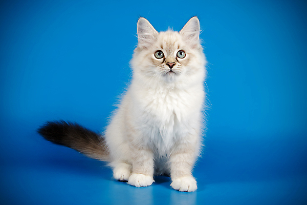 포토 JPG 해외이미지 한마리 사람없음 파란색 반려동물 고양이 해외202009 네바마스커레이드 해외포토 동물 1 컬러 포유류 파일형식