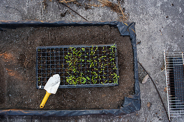 포토 JPG 해외이미지 식물 손 음식 잎 농업 채소 재료 자연 고추 노동자 씨앗 취미 사람없음 초록색 정원 흙 봄 성장 공구 시골 업무 냄비 상추 삽 시작 유기농 원예 갈퀴 땅바닥 묘목 옛날 카피스페이스 해외202009 해외포토 나무 직업 웰빙 계절 산업 컬러 바닥 신체부위 공백 도구 작업 솥 생태계 파일형식