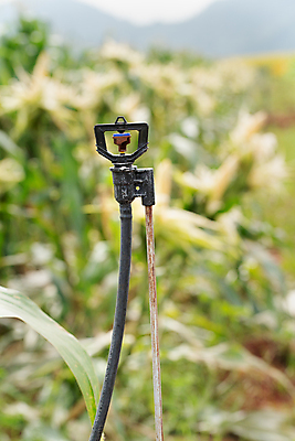 포토 JPG 해외이미지 식물 무료이미지 음식 밭 농업 채소 자연 옥수수 풍경 초원 사람없음 야외 물 농장 농경지 머리 기계 장비 젖음 수확 성장 농부 플라스틱 뿌리기 유기농 원예 파이프 분무기 시스템 밭일 해외202009 해외202105 해외포토 자연요소 직업 웰빙 산업 모션 재질 곡류 취미 신체부위 생태계 파일형식 무료콘텐츠